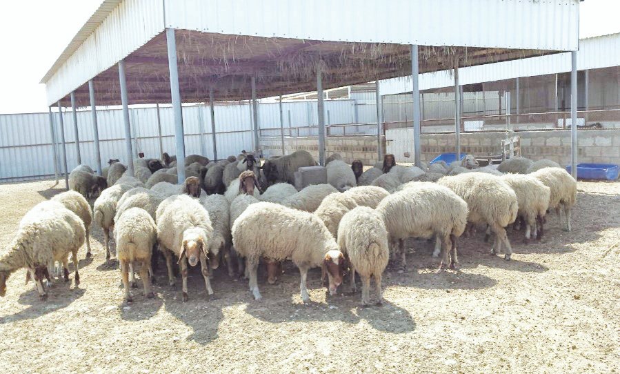 عزبة مواشي اقتصادية